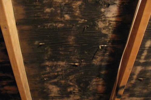 Attic Black Mold on a residential roof — JCF Construction roof repair in Montgomery County, PA
